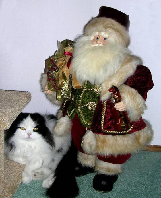 Christmas Kat